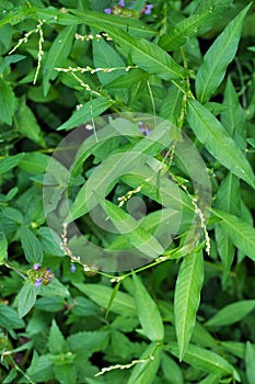 Persicaria hydropiper grows in the wild