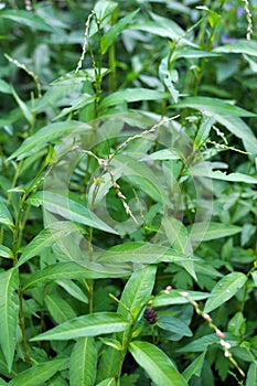Persicaria hydropiper grows in the wild