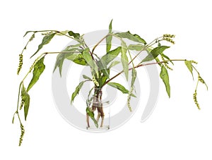 Persicaria hydropiper  water pepper or marshpepper knotweed in a glass vessel on a white background