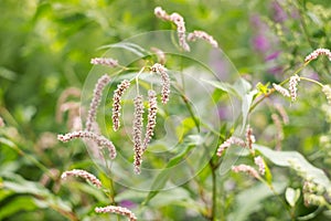Persicaria hydropiper water pepper - medicinal plant from the Polygonaceae family. A plant with a pale pink flower blooms near