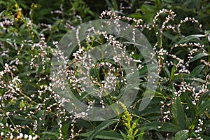 Persicaria japonica flowers.