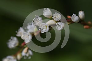 Persicaria japonica flowers.