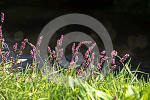 Persicaria longiseta is a species of flowering plant