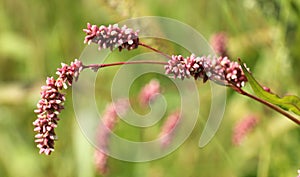 Persicaria maculosa grows in the wild