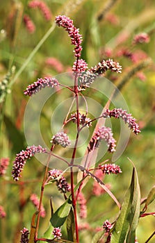 Persicaria maculosa grows in the wild