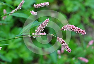 Persicaria maculosa grows in the wild