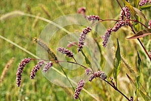Persicaria maculosa grows in the wild