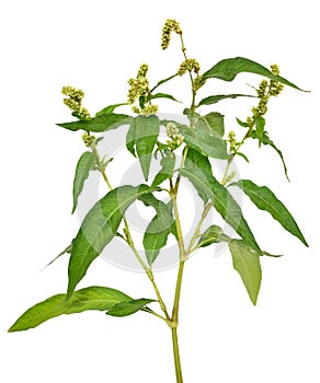 Persicaria maculosa (Polygonum persicaria) flower