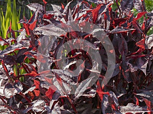 Persicaria microcephala `Red Dragon`