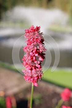 Persicaria Millettii a hardy shrub that produces red flowers with spikes