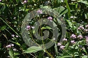 Persicaria thunbergii flowers.