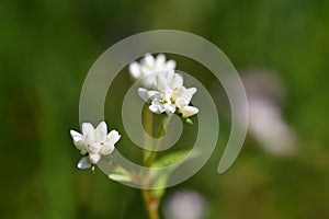 Persicaria thunbergii flowers.