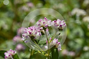 Persicaria thunbergii flowers.