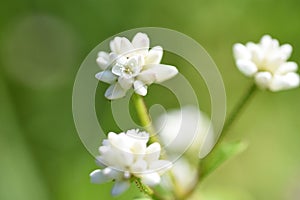 Persicaria thunbergii flowers.