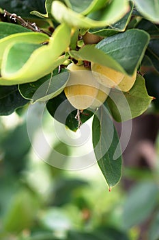 Persimmon on the branch