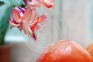 Persimmon and Decembrist flower