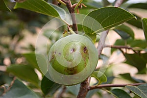 Persimmon (Diospyros kaki) that has suffered the impacts of hail from a summer storm