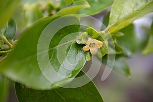 A persimmon flower that blooms quietly