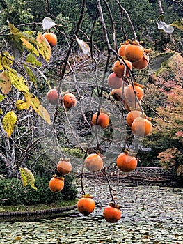 Persimmon Fruit In Autumn