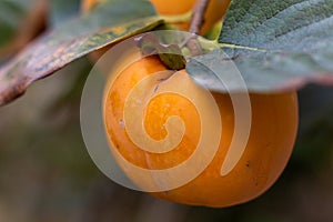 Persimmon fruit on branch, Macro. Persimmon orange fruit and leaves in the autumn garden. Japanese persimmon, Diospyros kaki