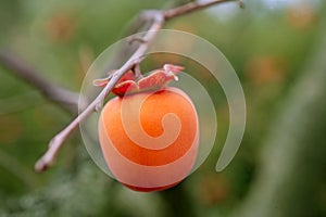 Persimmon fruit detail in vivid orange