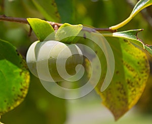 Persimmon fruit (Diospyros spp)