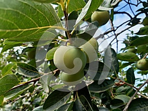 Persimmon fruit growing on a tree.