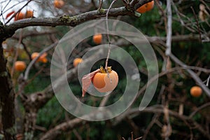 Persimmon fruit growing on a tree