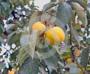 Persimmon fruit growing on a tree