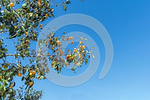 The persimmon fruit ripe on the plant with blue sky background part 3