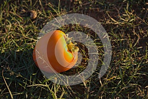 A broken persimmon on the field floor photo