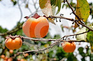 A Persimmon Fruit on the Tree.