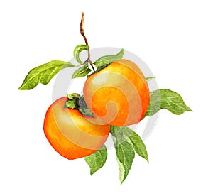 Persimmon fruits on branch with leaves Watercolor botanical illustration for Chuseok holiday