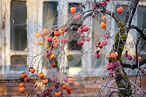 Persimmon fruits ripening along picturesque medieval streets of Kutaisi town, capital of the western region of Imereti, Georgia. photo