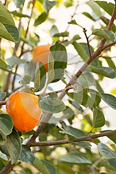 Persimmon grows on a tree