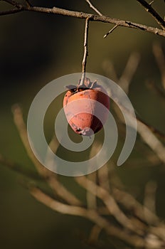 Persimmon hanging from a branch. photo