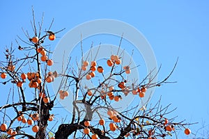 Persimmon with its fruits photo