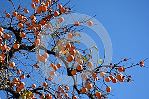 Persimmon with its fruits photo