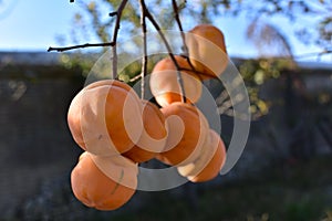 Persimmon orange fruit