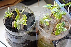 persimmon plant propagated by cuttings, persimmon branch root in sand and substrate photo