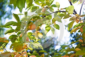 Persimmon ripens on branches in the garden among yellow and green leaves in the sun