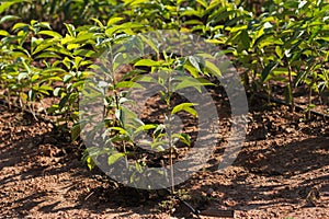 Persimmon seedling in the field of a tree nursery