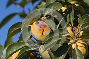 Persimmon spoiled by the action of the summer sun photo