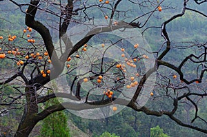 Persimmon tree