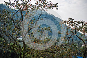 Persimmon tree in blue sky