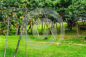 Persimmon tree in persimmon farm ready for harvest