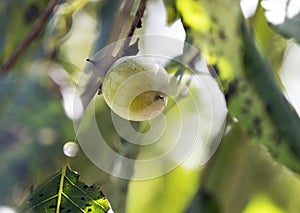 Persimmon Tree Fruit hanging on a tree Georgia