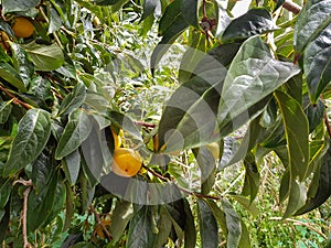 Persimmon tree with green leaves and persimmons