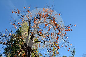 Persimmon with its fruits photo