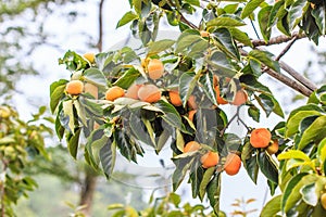 Persimmon tree